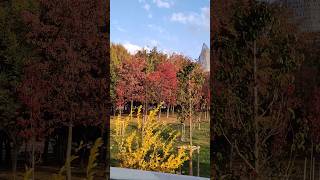 MUSIM GUGUR DI TURKI🍁🍂 shortvideo shorts short autumn turkey [upl. by Lotte]