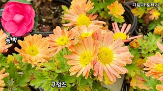 남사화훼단지 남사수산나농원 야생화농원 구상나무 용담 사랑초 구절초 제라늄 아메리칸블루 바위솔 피라칸타 분재국화 금사철 남천 수선화구근 배풍등 동백등 [upl. by Rodavlas580]