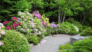 Rhododendrons  Queen of the Garden  How to Grow Rhododendrons [upl. by Aikenahs]