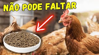 FANTÁSTICO Alimento para deixar suas aves saudáveis e livres de doenças [upl. by Girardo783]