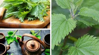 The Health Benefits of Stinging Nettle That Will Blow Your Mind [upl. by Willy]