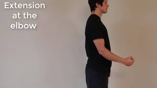 Muscle Actions Triceps Brachii [upl. by Karolina]