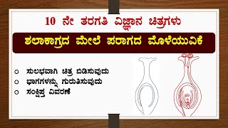 ಶಲಾಕಾಗ್ರದ ಮೇಲೆ ಪರಾಗದ ಮೊಳೆಯುವಿಕೆಚಿತ್ರ ಬಿಡಿಸುವುದುಭಾಗಕಾರ್ಯವಿಜ್ಞಾನDrawingScienceReproductionSSLC [upl. by Adria]