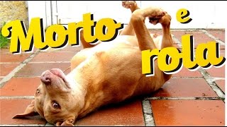 Como ensinar o cão a fingir de morto e a rolar [upl. by Onileba]