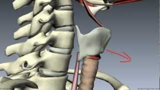 Muscles of the Larynx  Part 1  3D Anatomy Tutorial [upl. by Novyaj621]