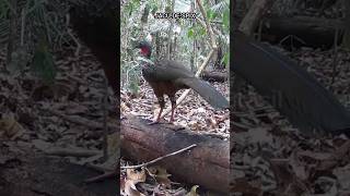 Intimidade com a Natureza Câmeras de Trilhas Desvendam o Comportamento da Fauna Amazônica [upl. by Blanca882]