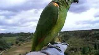 Amazon parrot free flight  3 [upl. by Ardnassak]