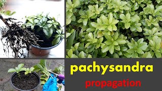 Pachysandra Propagate in soil and watergarden tipPachysandra cutting [upl. by Haldan155]