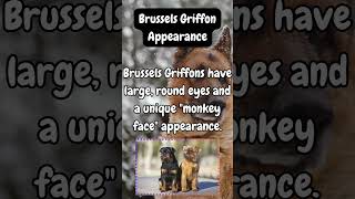 Brussels Griffon Appearance shorts facts dogknowledge dogbreed [upl. by Eindys]