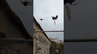 ARAIGNE vs FRELON ASIATIQUE partie1 animals [upl. by Eclud]