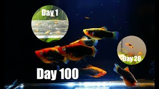 Platy Fish Life Cycle Breeding Project [upl. by Nainatrad]