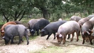 El precio del cerdo ibérico seguirá subiendo este año [upl. by Pappano]