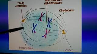 Prof Laura Broncini  Huso acromático Mitosis [upl. by Anelliw]