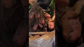 Red Potatoes Picking Way From Field 💚 shorts youtubeshorts shortsvideo [upl. by Nneb]