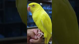 YELLOW RINGNECK PARAKEET SHORTS VIRAL BIRDS REELS PAKISTAN ringneckparrot BIRDSLOVER [upl. by Piefer]