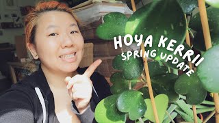 Hoya Kerrii Spring Update  Changing how I water losing leaves new growth and nutrients [upl. by Noli126]