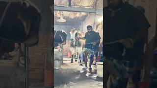 Powerful Young Sahiwal bull Exiting the Barn from Hakeem Cattle Farm 2025  Cattle Farm 2025 [upl. by Cilka]