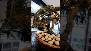 Sampaloc na bonsai highlights stressmanagement [upl. by Lia]