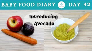 Baby Food  Baby Food Diary  Day 42  Avocado Recipe For Baby  6m [upl. by Nickolaus]