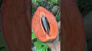 malayalam facts plant fruit gardening garden tropicalfruit mango 24 July 2024 bonsai [upl. by Giarla]