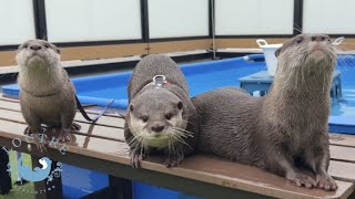 Otter Tororo Bravely Fights Kotaro amp Hana Over a Meal [upl. by Way]