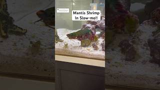 Mantis Shrimp in SLOWMO [upl. by Cumine]