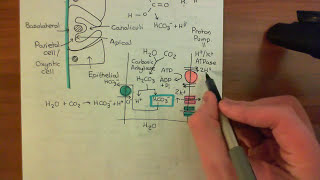 Gastric Acid Secretion Part 3 [upl. by Erasmo]