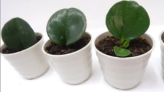 How to Propagate Peperomia Polybotrya Raindrop by Leaf Cuttings in Soil [upl. by Enalb]