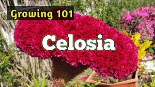 Gardening  Celosia Cristata Flowering Plants  How to Grow [upl. by Ber]