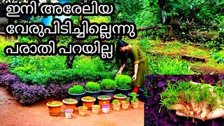 Amazing propagation on Ball Arelia in Malayalam  Neenas Garden [upl. by Veta]