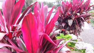 Cordyline fruticosa rubra  Palm Lily HD 02 [upl. by Ehtiaf161]