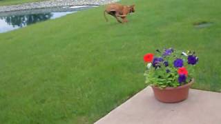 Rhodesian Ridgeback Hunting Clovers [upl. by Merat]