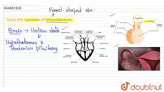 State the function of infundibulum  12  HUMAN REPRODUCTION  BIOLOGY  VMC MODULES ENGLISH [upl. by Manwell]