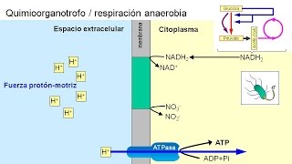 Metabolismo microbiano 04 Quimioorganotrofos anaerobios [upl. by Alleynad]