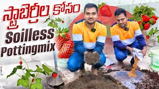 Soil less potting mix స్ట్రాబెర్రీ మొక్కలకు బాగుంటుంది OrgGardener pottingmix strawberry [upl. by Flanna418]