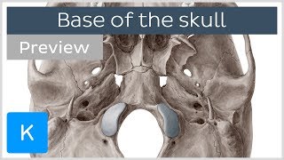 Inferior View of the Base of the Skull preview  Human Anatomy  Kenhub [upl. by Asiek]