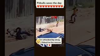 Pitbull saves boy from stray dog attack [upl. by Elockcin]