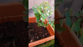 Breynia Plant  how to grow Breynia Plant [upl. by Zins]