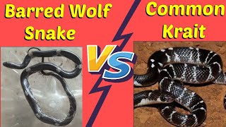 Difference between Barred Wolf Snake and Common Krait [upl. by Suilienroc]