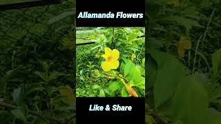 Allamanda Flowers shorts [upl. by Aseram]