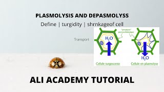 Plasmolysis And Deplasmolysis  Class 11 Biology [upl. by Accever502]