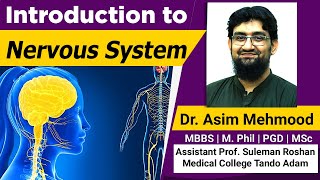 Introduction To Nervous System and Neuron  Hindi  Urdu [upl. by Casilda]