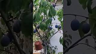 fruit prunes shortvideo [upl. by Lamrej]