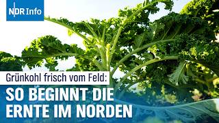 Jetzt schon Grünkohl Ernte in Niedersachsen gestartet  NDR Info [upl. by Annamaria]