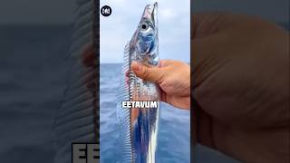 കടലിലെ സുന്ദരൻ or സുന്ദരി🤔 Most beautiful fish in the ocean 😱 wayanadanwalker facts intresting [upl. by Corinna]