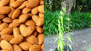 Growing Almond Trees From Seed [upl. by Maryly]