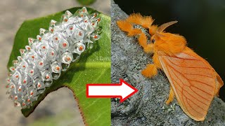 10 Amazing Caterpillars to MothsButterflies Transformations [upl. by Selrac461]