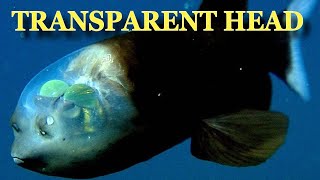 Barreleye Fish With See Through Head Caught In California [upl. by Moran]