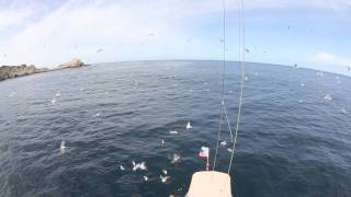 Sailing to the Farallon Islands off of the coast of California [upl. by Egdirdle]