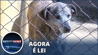 Motorista que atropelar e negar socorro a animal será punido com multa [upl. by Goodrow529]